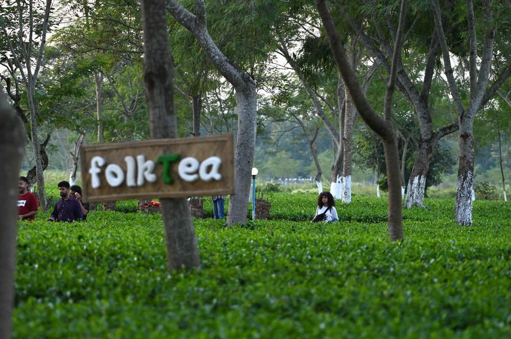 Tea gardens at Hatipoti