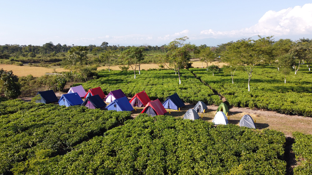 Aerial view of colourful tents among the tea bushes