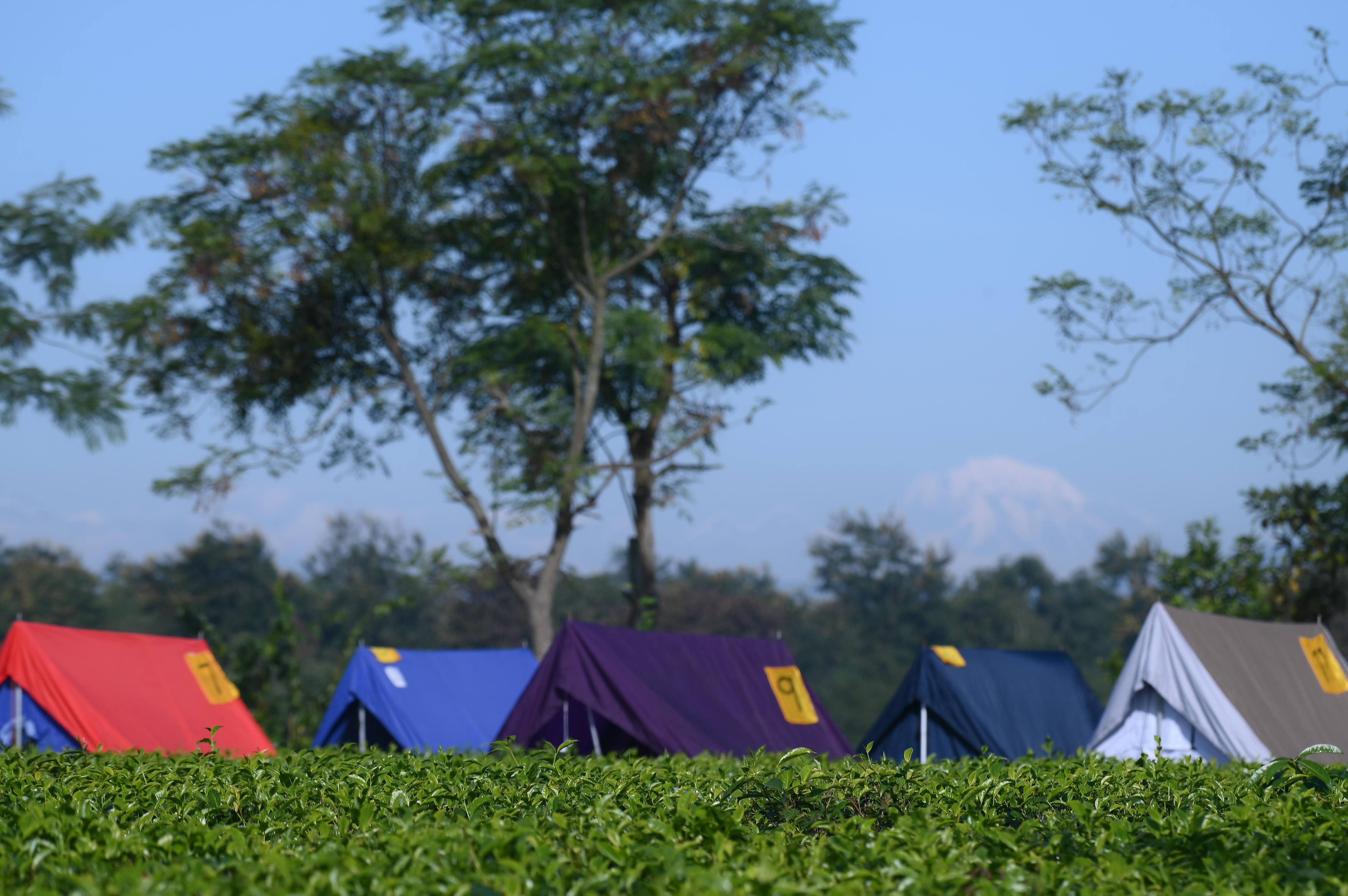 FolkTea campsite — tents pitched amidst the tea gardens with paddy fields beyond