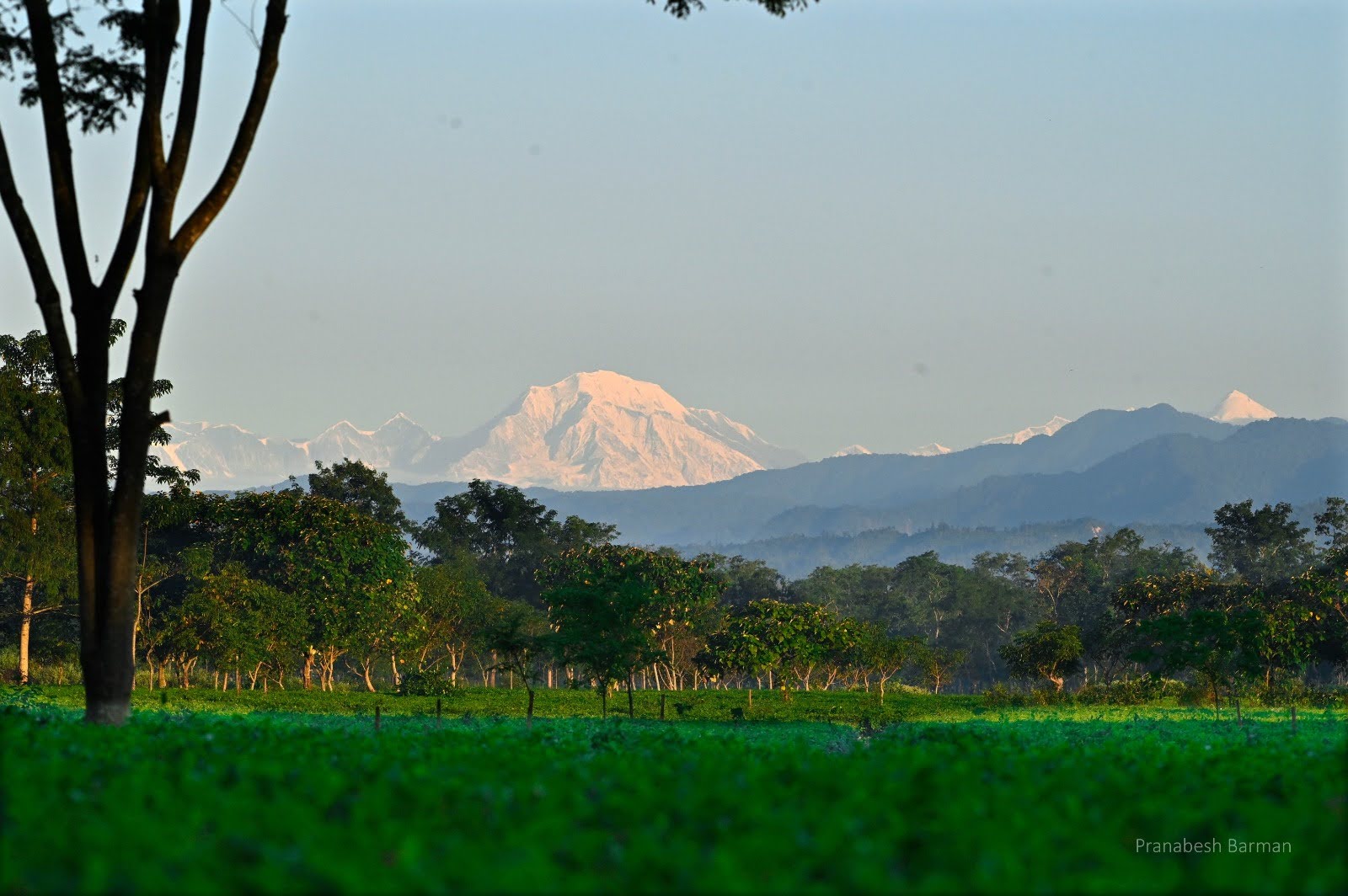 Tents in the tea garden with a snow peak on the far horizon