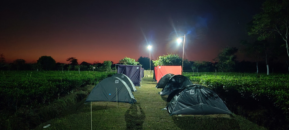A row of tents pitched in the tea garden under a clear sky